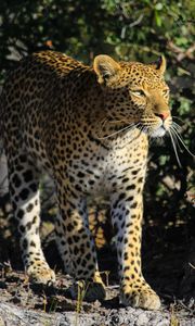 Preview wallpaper leopard, predator, big cat, animal