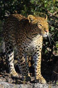 Preview wallpaper leopard, predator, big cat, animal
