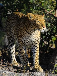 Preview wallpaper leopard, predator, big cat, animal