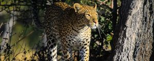 Preview wallpaper leopard, predator, big cat, animal