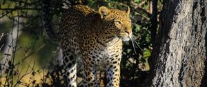 Preview wallpaper leopard, predator, big cat, animal