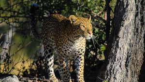 Preview wallpaper leopard, predator, big cat, animal
