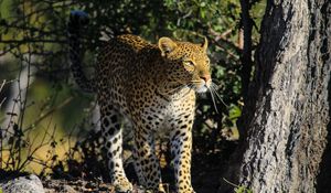 Preview wallpaper leopard, predator, big cat, animal