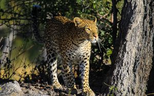 Preview wallpaper leopard, predator, big cat, animal