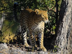 Preview wallpaper leopard, predator, big cat, animal