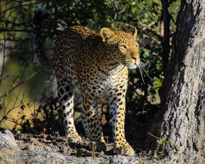 Preview wallpaper leopard, predator, big cat, animal