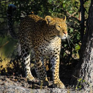 Preview wallpaper leopard, predator, big cat, animal
