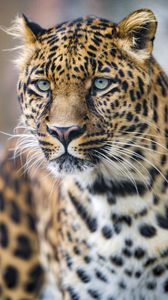 Preview wallpaper leopard, predator, big cat, glance