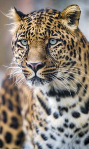 Preview wallpaper leopard, predator, big cat, glance