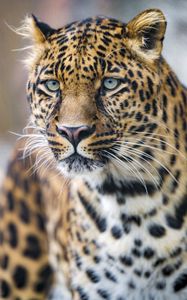 Preview wallpaper leopard, predator, big cat, glance