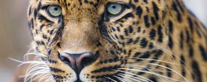 Preview wallpaper leopard, predator, big cat, glance