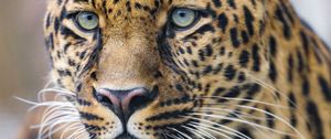 Preview wallpaper leopard, predator, big cat, glance