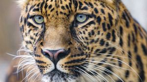 Preview wallpaper leopard, predator, big cat, glance