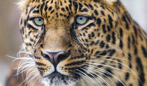 Preview wallpaper leopard, predator, big cat, glance