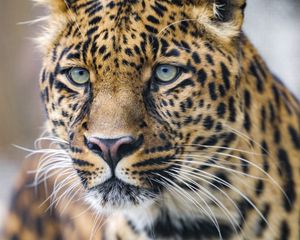 Preview wallpaper leopard, predator, big cat, glance