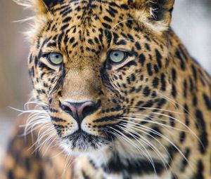 Preview wallpaper leopard, predator, big cat, glance