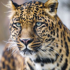 Preview wallpaper leopard, predator, big cat, glance