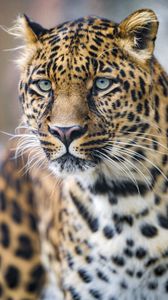 Preview wallpaper leopard, predator, big cat, face