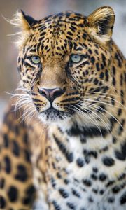 Preview wallpaper leopard, predator, big cat, face