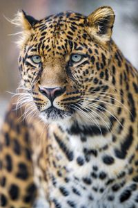 Preview wallpaper leopard, predator, big cat, face
