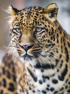 Preview wallpaper leopard, predator, big cat, face