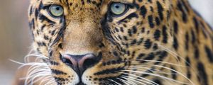 Preview wallpaper leopard, predator, big cat, face