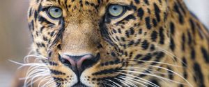 Preview wallpaper leopard, predator, big cat, face