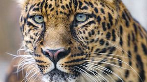 Preview wallpaper leopard, predator, big cat, face