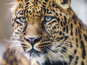 Preview wallpaper leopard, predator, big cat, face