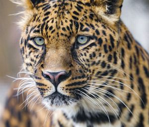 Preview wallpaper leopard, predator, big cat, face