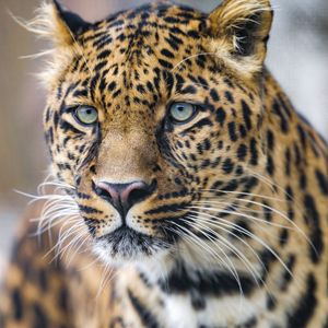 Preview wallpaper leopard, predator, big cat, face