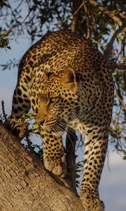 Preview wallpaper leopard, predator, big cat, glance, tree