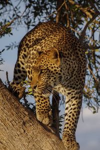 Preview wallpaper leopard, predator, big cat, glance, tree
