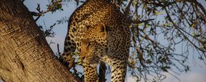 Preview wallpaper leopard, predator, big cat, glance, tree