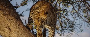 Preview wallpaper leopard, predator, big cat, glance, tree
