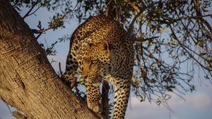 Preview wallpaper leopard, predator, big cat, glance, tree