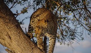 Preview wallpaper leopard, predator, big cat, glance, tree