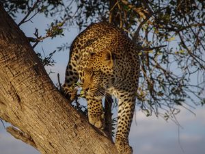 Preview wallpaper leopard, predator, big cat, glance, tree