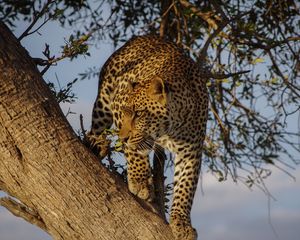 Preview wallpaper leopard, predator, big cat, glance, tree