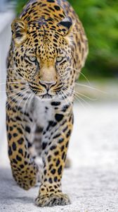 Preview wallpaper leopard, predator, big cat, muzzle, glance