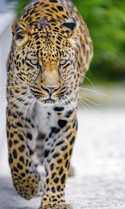 Preview wallpaper leopard, predator, big cat, muzzle, glance