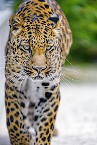 Preview wallpaper leopard, predator, big cat, muzzle, glance