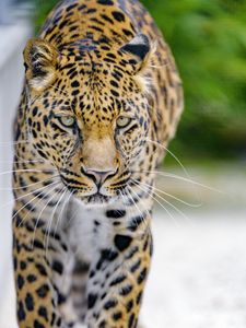 Preview wallpaper leopard, predator, big cat, muzzle, glance