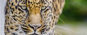 Preview wallpaper leopard, predator, big cat, muzzle, glance