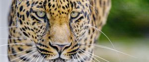 Preview wallpaper leopard, predator, big cat, muzzle, glance