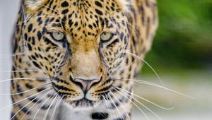 Preview wallpaper leopard, predator, big cat, muzzle, glance