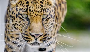Preview wallpaper leopard, predator, big cat, muzzle, glance