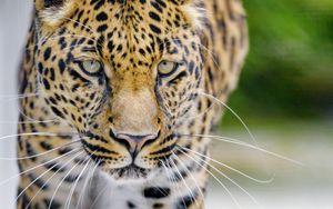 Preview wallpaper leopard, predator, big cat, muzzle, glance