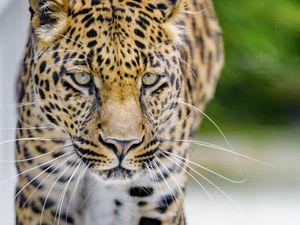 Preview wallpaper leopard, predator, big cat, muzzle, glance