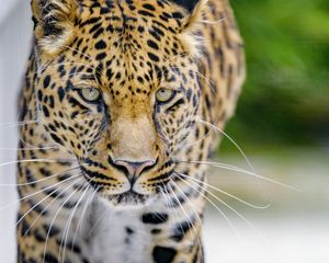 Preview wallpaper leopard, predator, big cat, muzzle, glance
